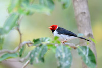 Yellow-billed Cardinal