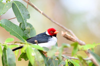 Yellow-billed Cardinal