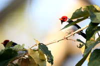 Yellow-billed Cardinal