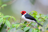 Yellow-billed Cardinal