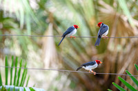 Yellow-billed Cardinal