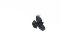 Yellow billed chough
