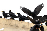 Yellow billed chough