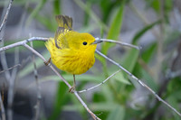 Yellow warbler
