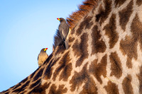 Yellow Billed Oxpecker