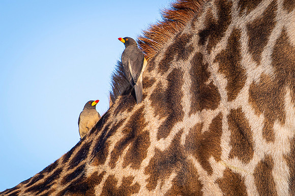 Yellow Billed Oxpecker