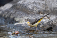 Yellow wagtail