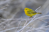 Yellow warbler