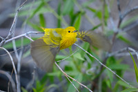 Yellow warbler