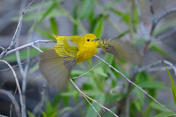 Yellow warbler