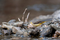 Yellow wagtail