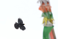Yellow billed chough