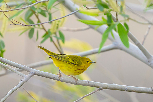 Yellow warbler
