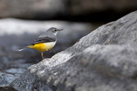Yellow wagtail