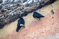 Yellow billed chough
