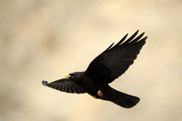 Yellow billed chough