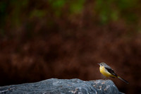 Yellow wagtail