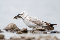 Yellow legged gull / Mewa białogłowa