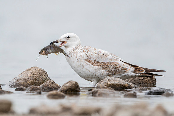 Yellow legged gull / Mewa białogłowa