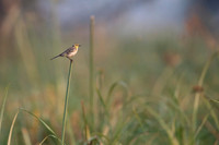 Yellow wagtail