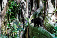 White-nosed Coati