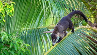 White-nosed Coati