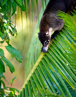 White-nosed Coati