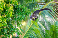 White-nosed Coati