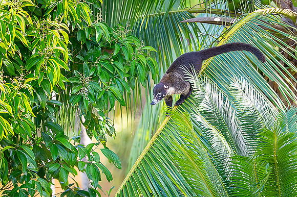 White-nosed Coati