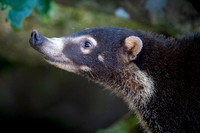 White-nosed Coati