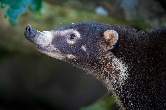 White-nosed Coati