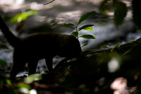 White-nosed Coati