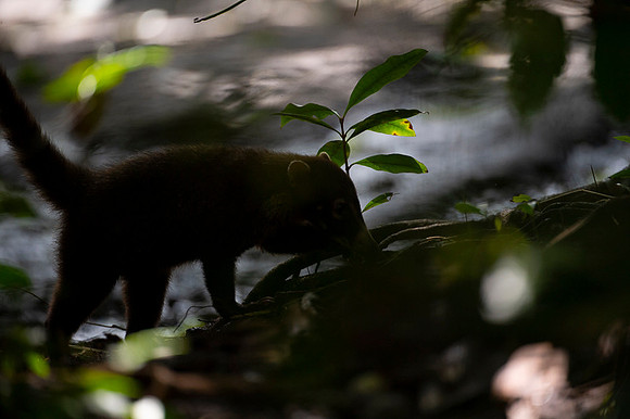 White-nosed Coati