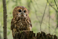 Tawny Owl / Puszczyk