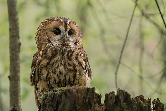 Tawny Owl / Puszczyk