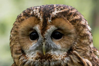 Tawny Owl / Puszczyk