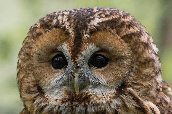 Tawny Owl / Puszczyk