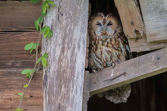 Tawny Owl / Puszczyk