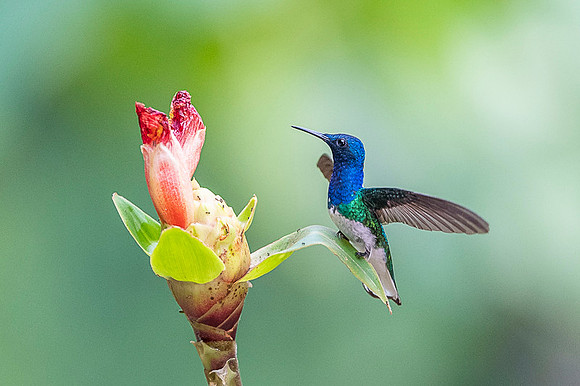 White-necked Jacobin