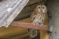 Tawny Owl / Puszczyk