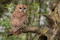 Tawny Owl / Puszczyk