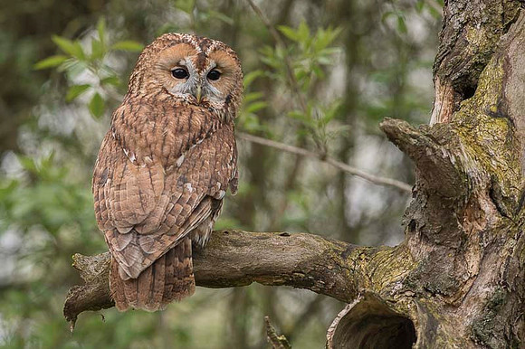 Tawny Owl / Puszczyk