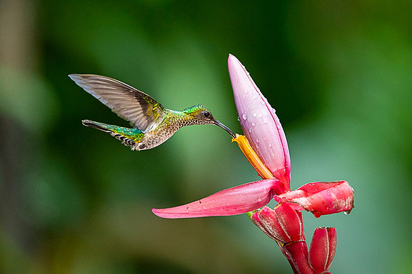 White-necked Jacobin