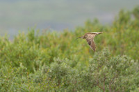Whimbrel