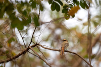 Sulphul-bellied Flycatcher