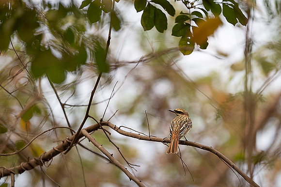 Sulphul-bellied Flycatcher