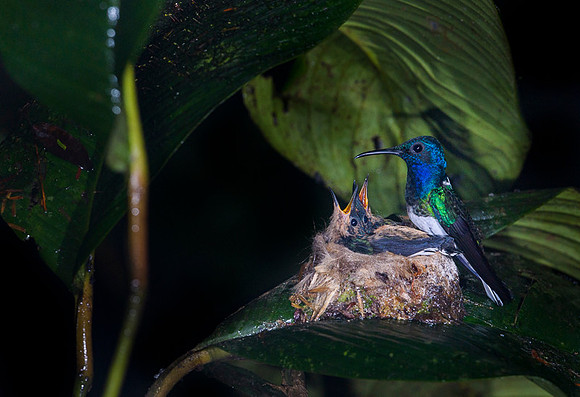 White-necked Jacobin