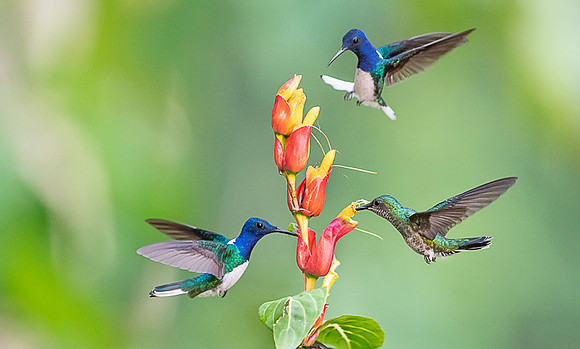 White-necked Jacobin