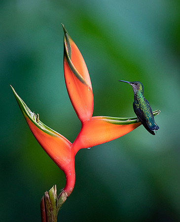 White-necked Jacobin