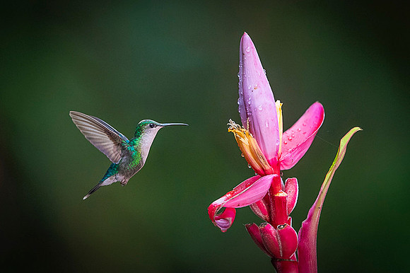 White-necked Jacobin